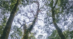 Viele Baumkronen vor strahlend blauem Himmel